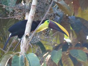 a yellow and black bird perched on a tree branch at Manoas in Uvita