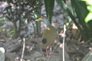 a small bird standing on the ground at Manoas in Uvita