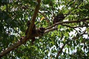 a group of monkeys sitting on a tree branch at Manoas in Uvita