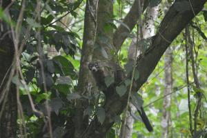 a monkey is sitting on a tree branch at Manoas in Uvita