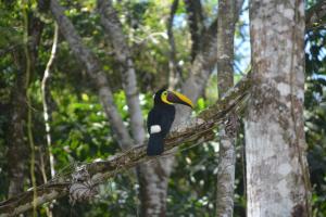 a bird sitting on a tree branch at Manoas in Uvita
