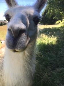 un lama debout dans l'herbe en regardant la caméra dans l'établissement The Horse Barn, à Corsham