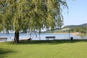 a tree sitting next to a lake with two benches at Ferienwohnungen am See in Obertrum am See