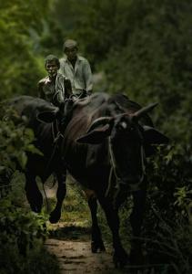 two people riding on the back of a cow on a dirt road at Munroe Meadows in Munroe Island