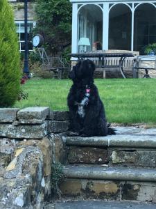 Pet or pets staying with guests at High Dalby House 