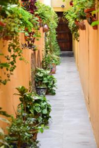 un vicolo con piante in vaso sul lato di un edificio di Casa Maricela B&B a San Miguel de Allende