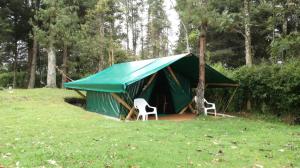 聖埃倫娜的住宿－Al Bosque Hostel & Glamping，绿色帐篷,在田野里摆放两把椅子