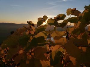 eine Pflanze mit Sonnenuntergang im Hintergrund in der Unterkunft Main(schlaf)erlebnis in Karlstadt