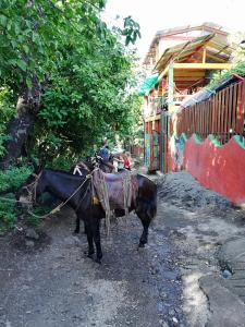 Ein Pferd ist an ein Gebäude gefesselt. in der Unterkunft Lazy Crab Hostel in Balgue