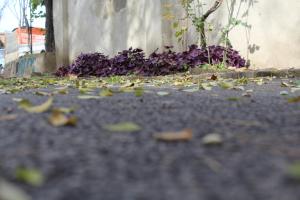 Zahrada ubytování Apartment Oxalis
