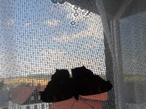 Domácí mazlíčci ubytovaní s hosty v ubytování Jiřetínská chaloupka