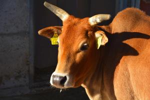 Animaux dans le B&B/chambre d'hôtes ou à proximité