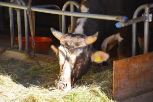 Fotografie z fotogalerie ubytování Ribelhof v destinaci Altstätten