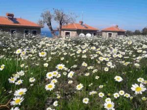Ktima Kiourelioti في Skála Sykaminéas: حقل من الزهور البيضاء أمام المنازل