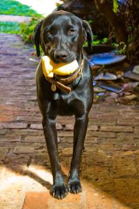 un chien noir tenant une banane dans la bouche dans l'établissement Tiô Isolda Artes & Hospedaria, à Casa Branca
