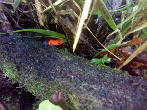 Gallery image of Casas de Campo Las Pavitas Cottages "Red Frog" in Palma