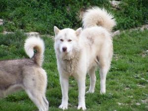 three white dogs standing in the grass at Azureva Métabief in Métabief