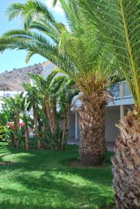 eine Gruppe von Palmen vor einem Gebäude in der Unterkunft Apartamentos Natural Park in Puerto Rico de Gran Canaria