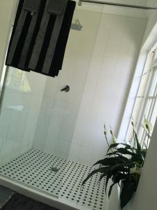 een badkamer met een douche en een plant. bij Almond Cottage Bed & Breakfast in Somerset West
