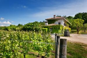 an old house with ivy on it in a field at Agriturismo Tra Le Vigne in Buttrio