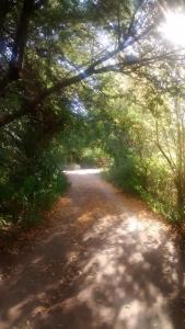 a dirt road through a forest with trees at Casilla Rodante Rural en San Marcos in San Marcos Sierras
