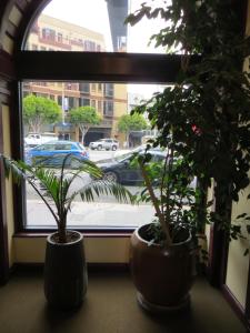 a window with a plant in it at Hotel North Beach in San Francisco