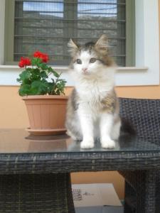 een kat op een tafel naast een potplant bij View House in Agria