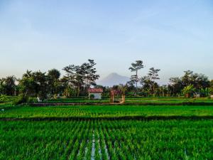joglo Yudhistira外面的花园