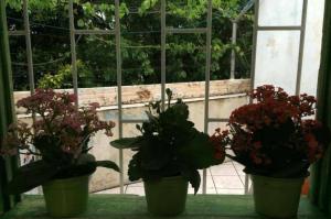 three potted plants sitting in front of a window at Quarto em casa compartilhada in Florianópolis