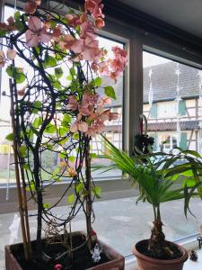 two potted plants sitting on a window sill at Maison d'hôtes Aux Deux Cigognes in Gries