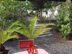 a table with a bottle of wine and a plant at Casa Sandra en Las Norias Todoque con Wi-Fi in Los Llanos de Aridane