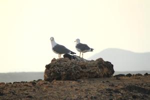 Fotografie z fotogalerie ubytování Bravo´s apartment Cotillo 4 v destinaci Cotillo