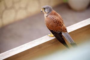 Fotografie z fotogalerie ubytování Bravo´s apartment Cotillo 4 v destinaci Cotillo + 42 fotografií