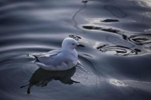 a white bird standing on top of a body of water at Sundancer Backpackers Hostel in Fremantle