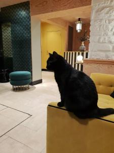 un chat noir assis au bord d'un canapé dans l'établissement Denfert-Montparnasse, à Paris