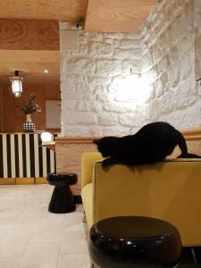 Un chat noir assis à l'arrière d'un canapé dans l'établissement Denfert-Montparnasse, à Paris