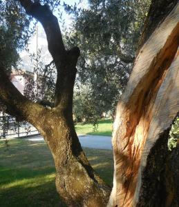 eine Schließung des Baumstamms in der Unterkunft Olive Tree House in Riva del Garda