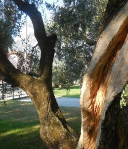 a close up of the trunk of a tree at Olive Tree House in Riva del Garda