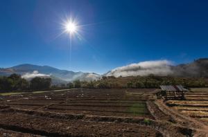 a field with the sun in the sky at KowitFarmstay in Ban Mae Pan Noi