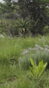 a field of grass with a palm tree in the background at Rocks And Aloes Guest Lodge in KwaGamalakhe