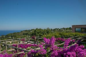 a garden with purple flowers in front of a house at Hotel Il Girasole in Anacapri