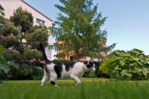 Domáce zviera alebo zvieratá hostí v ubytovaní Willa Danuta