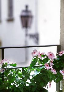 Zahrada ubytování Residenza San Faustino