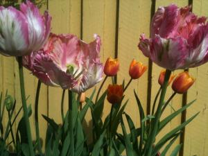 a group of pink and orange tulips in front of a fence at Pensionat Ankargården in Öregrund