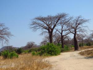 a dirt road in a field with trees at Gateway Guest House in Monkey Bay