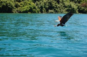 a bird flying over a body of water at Gateway Guest House in Monkey Bay