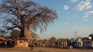 a group of people standing around a large tree at Gateway Guest House in Monkey Bay