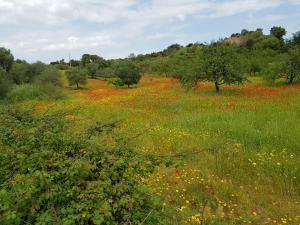a field of flowers in a field with trees at Hotel Baia Cea in Bari Sardo