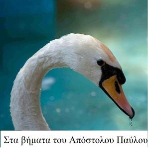 a white swan with a beak with a tag on its neck at Lydia Hotel in Krinídhes
