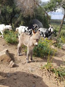 a goat standing in front of a group of cows at Hotel Baia Cea in Bari Sardo